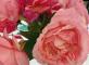 Atelier potager  Résidence Tiers Temps Suresnes